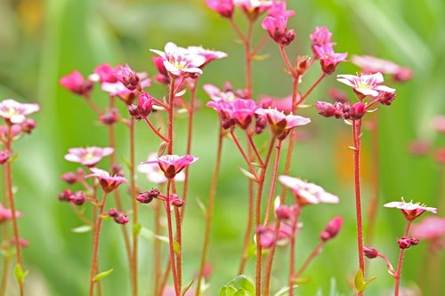 soapwort  spring flower  stone bed