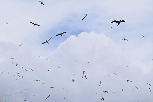 soaring flying birds