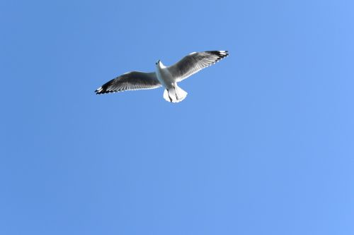 soaring bird flying