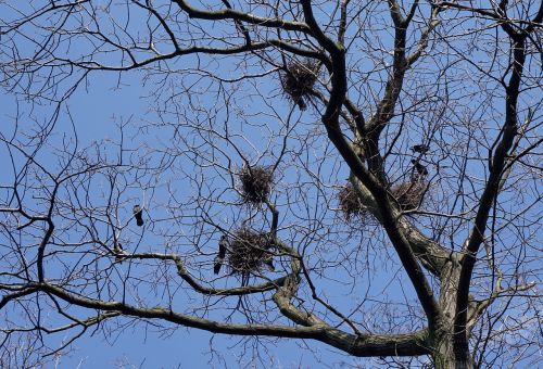 bird's nest birds rooks