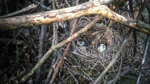 socket birds bird's nest