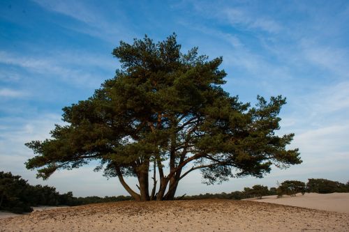 soester dunes dunes tree