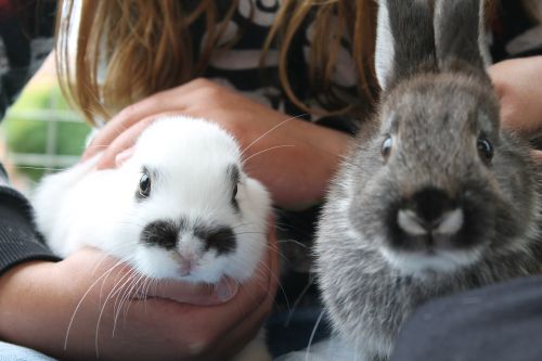 soft rabbit snout