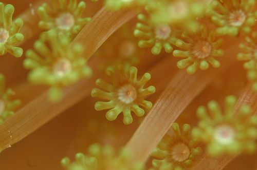 soft corals underwater life sea