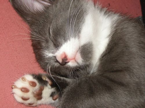 soft paws cat kitten