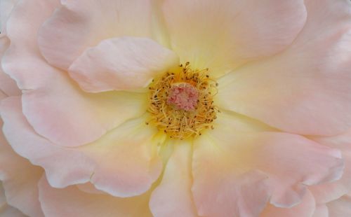 soft pink rose splendor bloomed