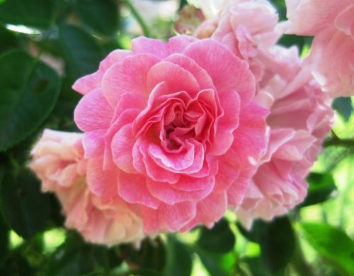 Soft Pink Rose