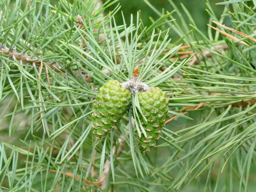 softwood pine needles pine cones