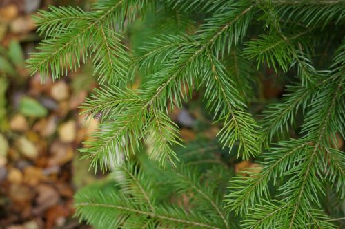 softwood fir branch evergreen