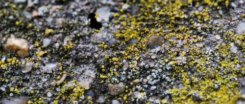 soil lichen sand