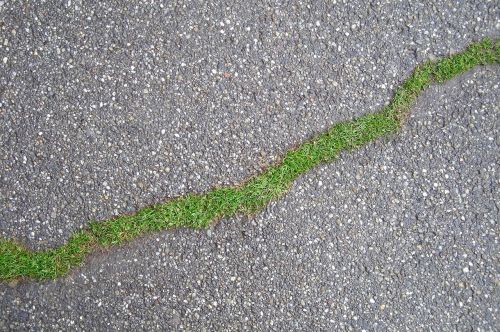 soil ecology grass