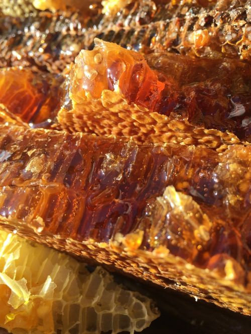 soil honey the original ecology natural