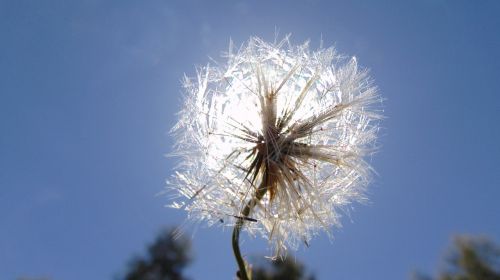 sol dandelion sky