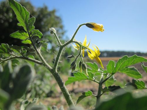 solanum lycopersicum tomato plant