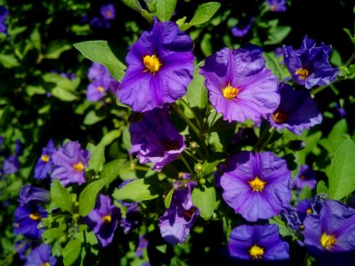 solanum rantonnetii flowers plant