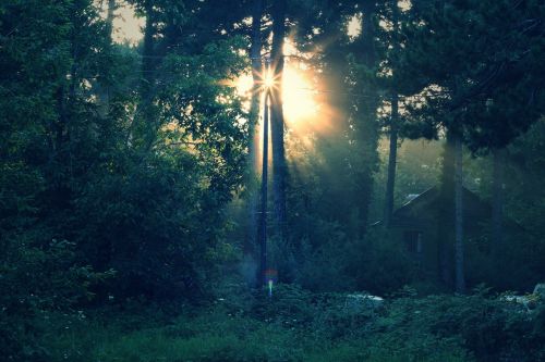 solar light forest