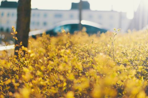 solar bush green