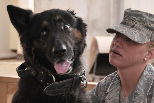 soldier dog companion