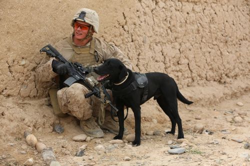 soldier dog companion