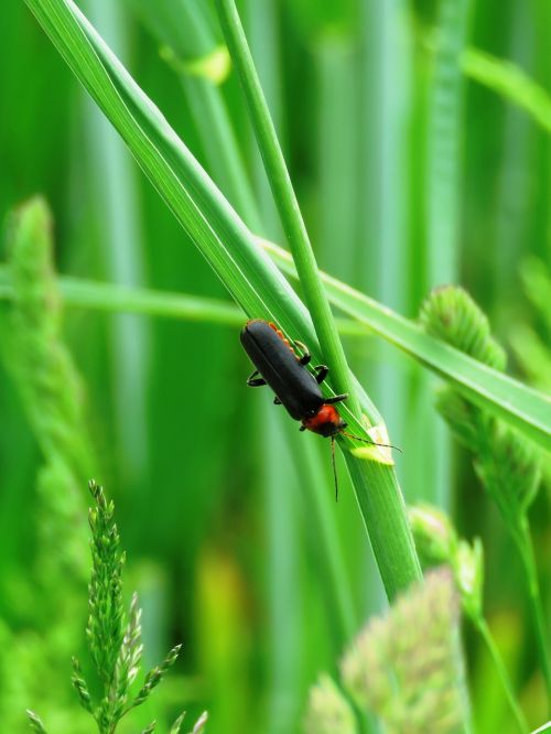 soldier beetle beetle insect
