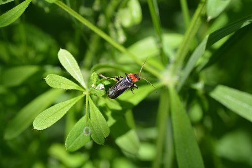 soldier beetle  beetle  red beetle