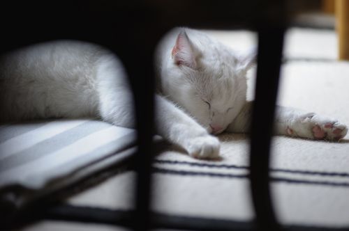 solid white cat white cat sleeping