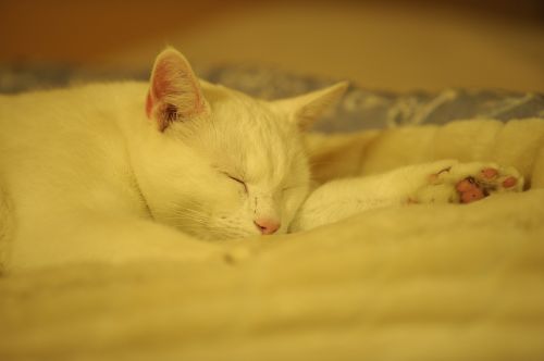 solid white cat cat rest