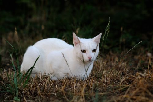 solid white cat pet animals sorry about that