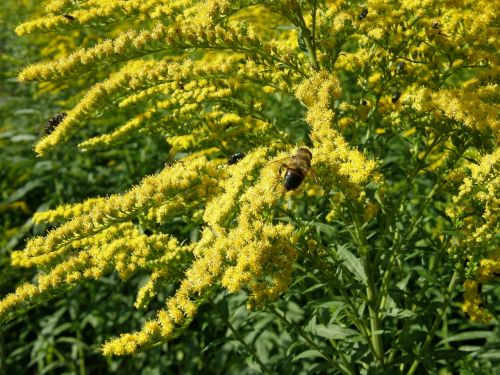 solidago goldenrod bug