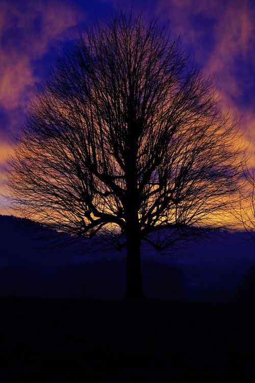 solitary tree sunset sky