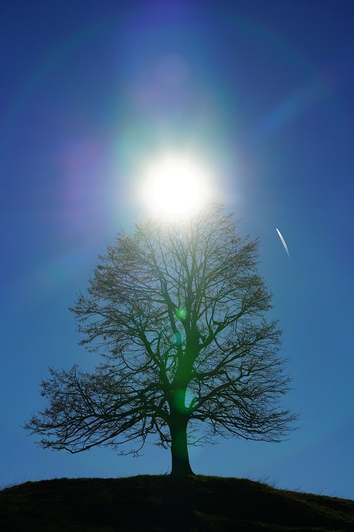 solitary tree  tree  sun