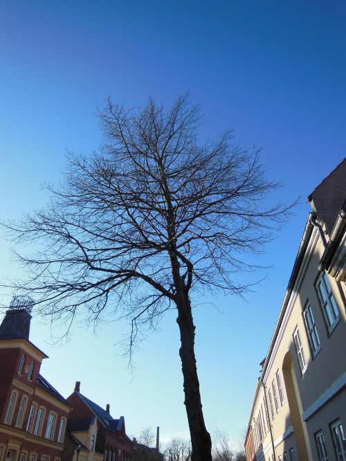 solitary tree street tree blue sky