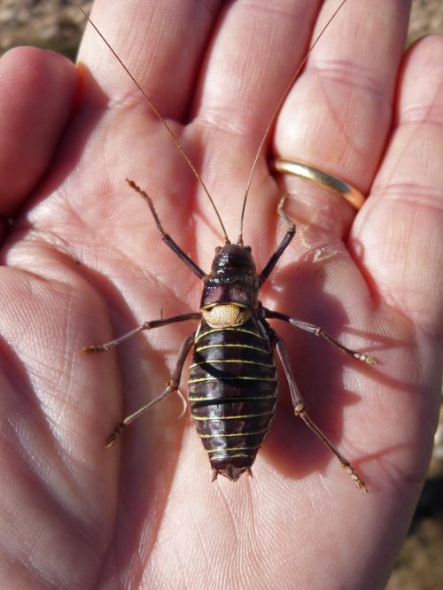 somereta delmontsant insect endemic