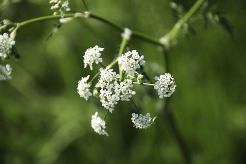 sommerblomst  hundkjeks  white