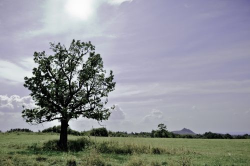 somoskő tree landscape