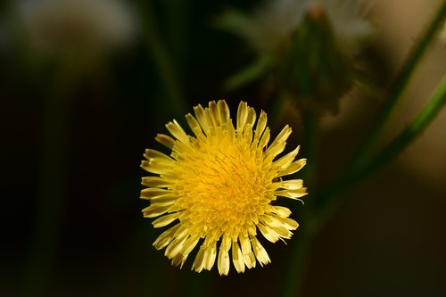 sonchus arvensis  yellow flower  floret