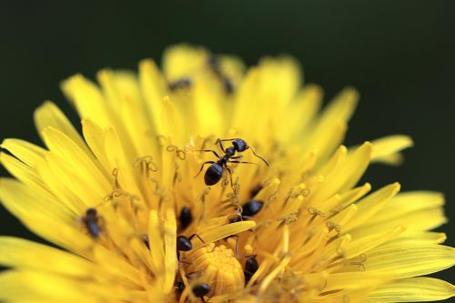 sonchus oleraceus ants yellow