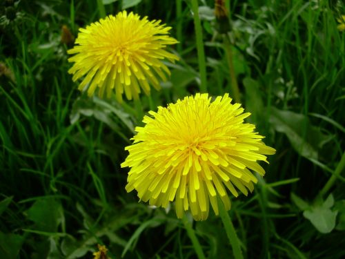 sonchus oleraceus flower spring