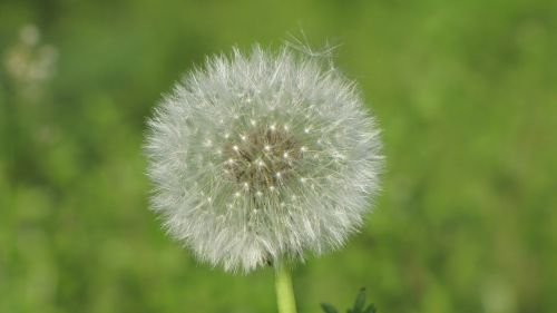 sonchus oleraceus dandelion spring