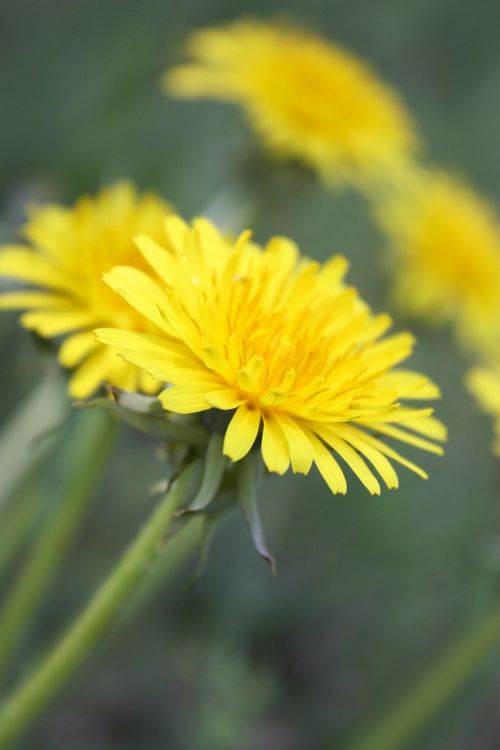 sonchus oleraceus weed medicinal plants