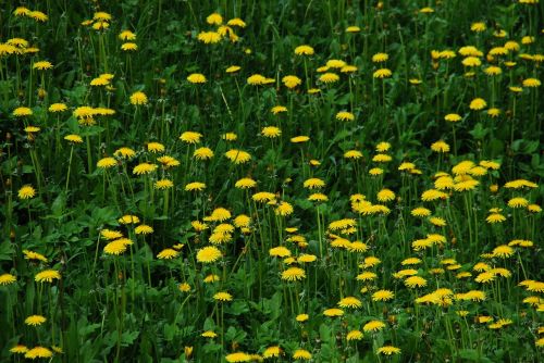 sonchus oleraceus dandelion meadow