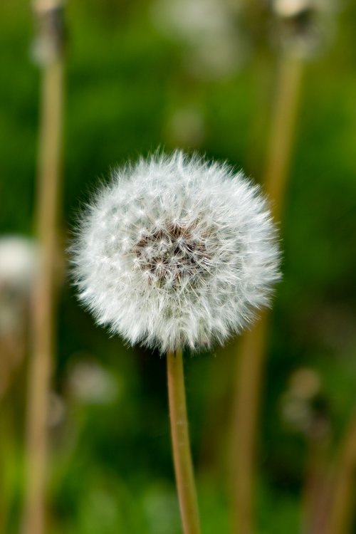 sonchus oleraceus  nuns  dandelion