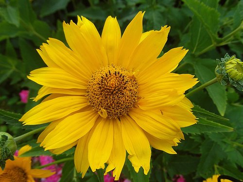słoneczniczek rough  flower  złotożółty