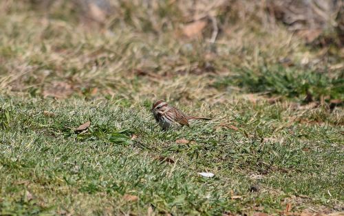 song sparrow bird animal
