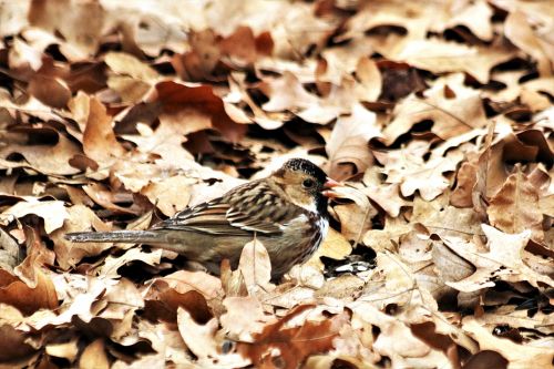 Song Sparrow In Leaves