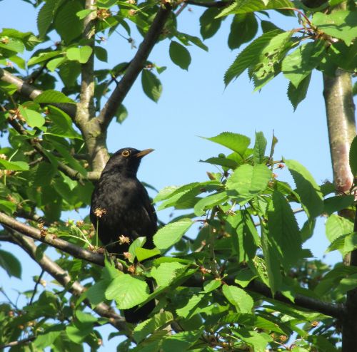 song thrush bird black