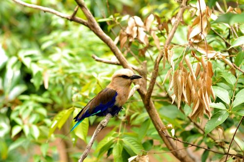 songbird singing bird bird