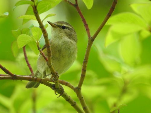 songbird willow warbler bird