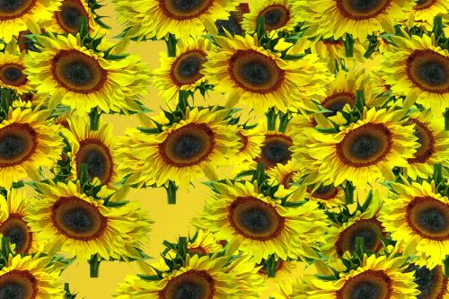 Sunflower Pattern