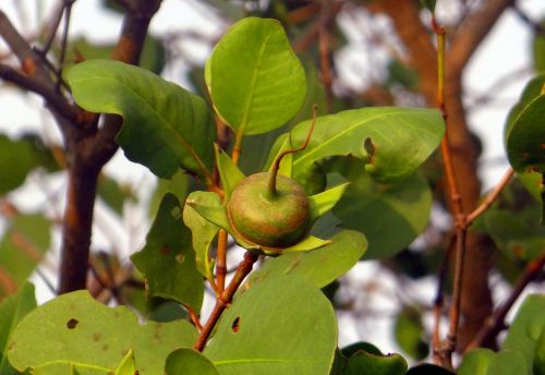 sonneratia caseolaris mangrove apple seed pod